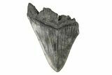 Partial Megalodon Tooth - South Carolina #193979-1